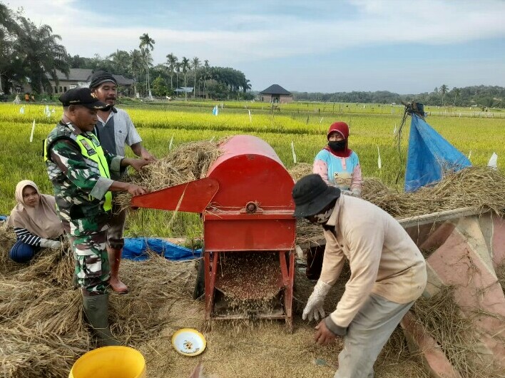 Aktif Mendukung Petani, Babinsa Turun Ke Sawah Untuk Proses Perontokan Padi