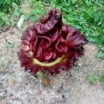 IMG-20240202-WA0002