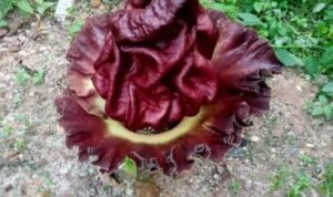 IMG-20240202-WA0002