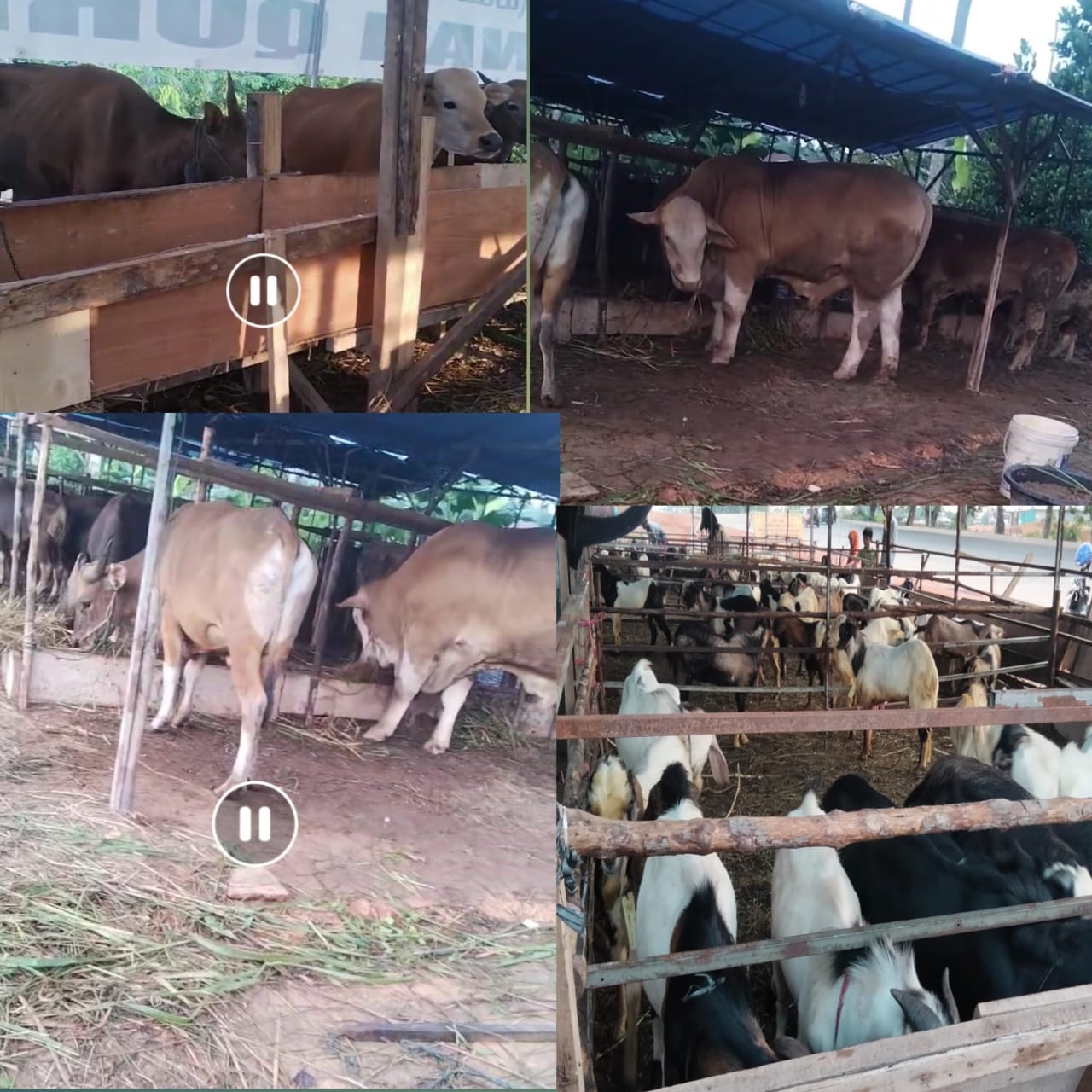 Beberapa Ekor Sapi Tidak Eartag, Team Libas DPW Kepri Datangi Balai Karantina