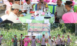 Polres Buru Kembali Panen Jagung, Kapolres: Sudah 10 Hektar dari Target 100 Hektar di Tahun 2025 Polres Buru Kembali Panen Jagung, Kapolres: Sudah 10 Hektar dari Target 100 Hektar di Tahun 2025