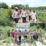 Rustam Fadly Tukuboya Apresiasi Panen Jagung oleh Kapolres Buru Rustam Fadly Tukuboya Apresiasi Panen Jagung oleh Kapolres Buru