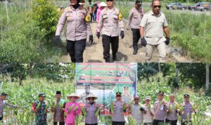 Rustam Fadly Tukuboya Apresiasi Panen Jagung oleh Kapolres Buru Rustam Fadly Tukuboya Apresiasi Panen Jagung oleh Kapolres Buru