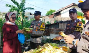 Polsek Belakang Padang Panen Jagung di Bulan Ramadhan, Dukung Ketahanan Pangan dan Kesejahteraan Warga Polsek Belakang Padang Panen Jagung di Bulan Ramadhan, Dukung Ketahanan Pangan dan Kesejahteraan Warga
