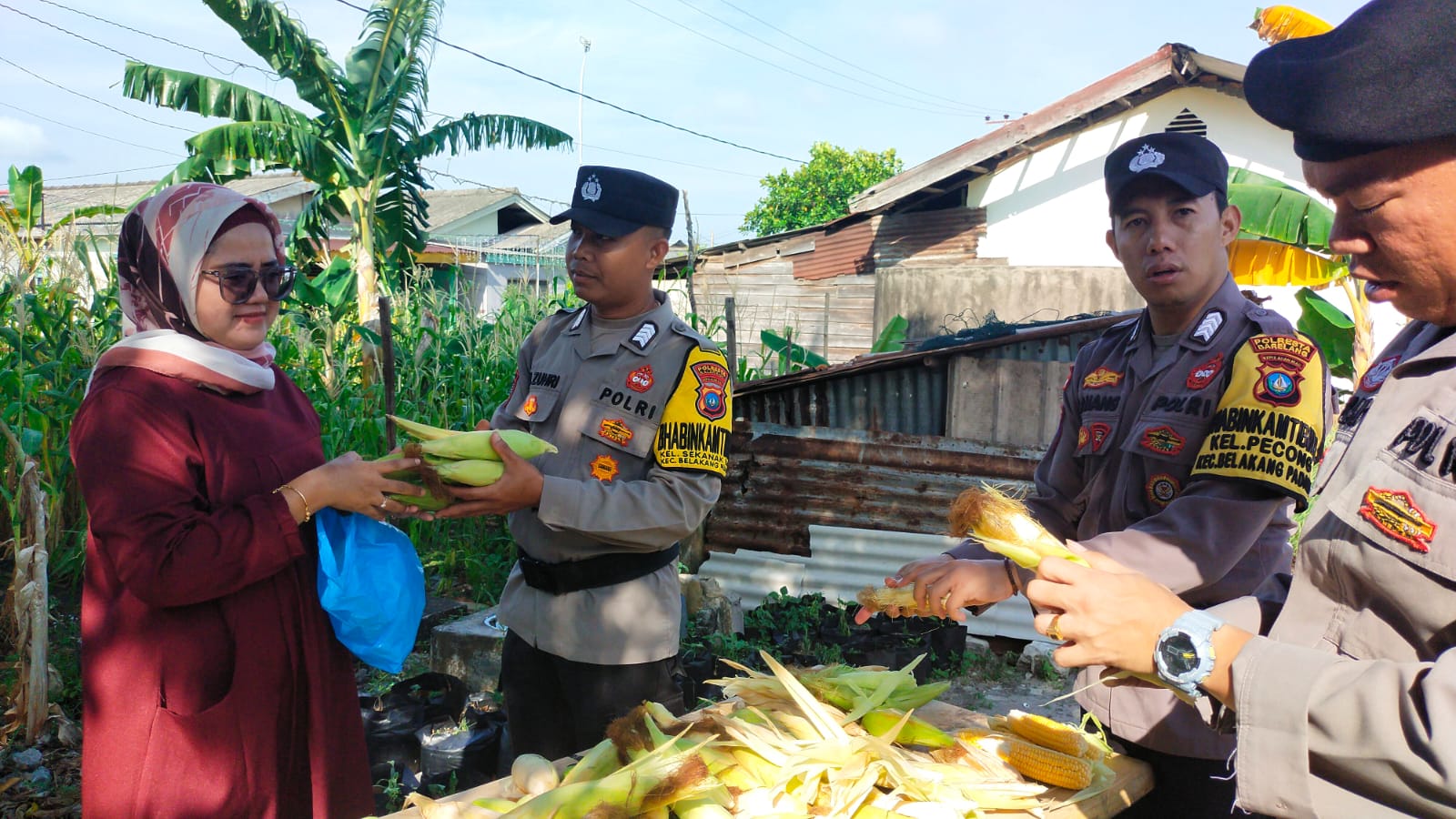 Polsek Belakang Padang Panen Jagung di Bulan Ramadhan, Dukung Ketahanan Pangan dan Kesejahteraan Warga