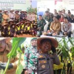 Panen Raya Jagung, Bupati Tegaskan Mendukung Swasembada Pangan Dan Petani Sejahtera Panen Raya Jagung, Bupati Tegaskan Mendukung Swasembada Pangan Dan Petani Sejahtera