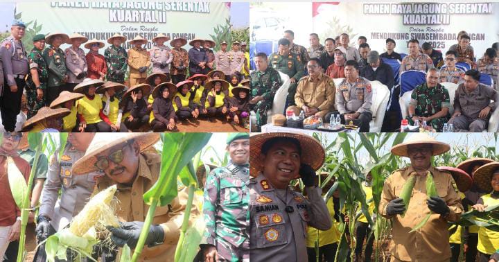 Panen Raya Jagung, Bupati Tegaskan Mendukung Swasembada Pangan Dan Petani Sejahtera