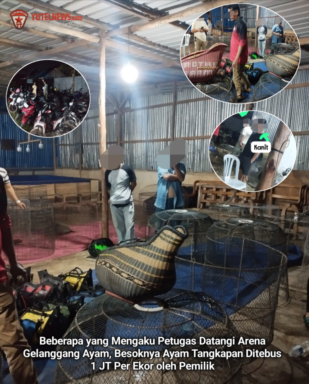 Beberapa Orang yang Mengaku Petugas Gerebek Gelanggang Sabung Ayam di Melcem Batu Ampar, Besoknya Ayam Dikembalikan dengan Syarat Tebusan 