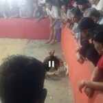 Diminta Polda Kepri Segera Berantas Dugaan Aktivitas Perjudian Sabung ayam dan Dadu di Sungai Binti Sagulung Diminta Polda Kepri Segera Berantas Dugaan Aktivitas Perjudian Sabung ayam dan Dadu di Sungai Binti Sagulung