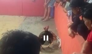 Diminta Polda Kepri Segera Berantas Dugaan Aktivitas Perjudian Sabung ayam dan Dadu di Sungai Binti Sagulung Diminta Polda Kepri Segera Berantas Dugaan Aktivitas Perjudian Sabung ayam dan Dadu di Sungai Binti Sagulung