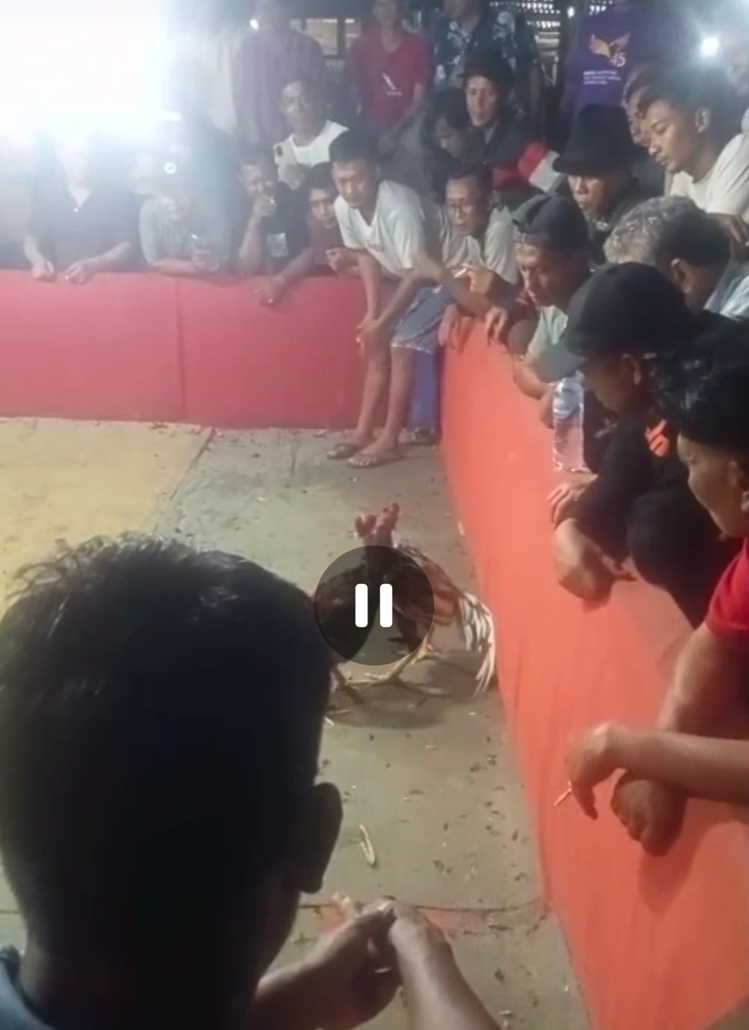 Diminta Polda Kepri Segera Berantas Dugaan Aktivitas Perjudian Sabung ayam dan Dadu di Sungai Binti Sagulung