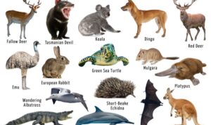 Australian-Animals-Images-768x583.jpg