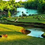hinh-anh-lang-que-viet-nam-17.jpg